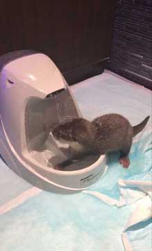カワウソ 赤ちゃん 泣きぐずる 水飲み