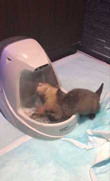 カワウソ 赤ちゃん 泣きぐずる 水飲み