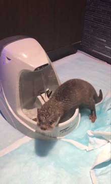 カワウソ 赤ちゃん 泣きぐずる 水飲み