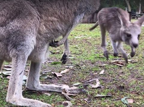 カンガルー