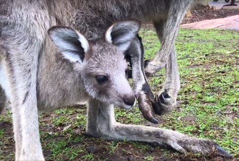 カンガルー