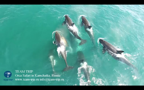 カムチャッカ半島でシャチがミンククジラを捕食