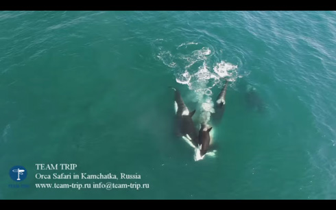 カムチャッカ半島でシャチがミンククジラを捕食