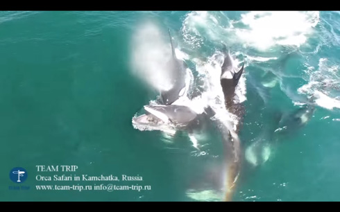 カムチャッカ半島でシャチがミンククジラを捕食