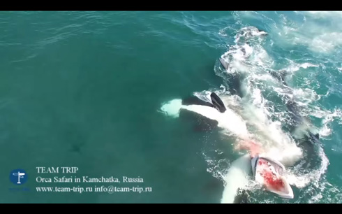 カムチャッカ半島でシャチがミンククジラを捕食