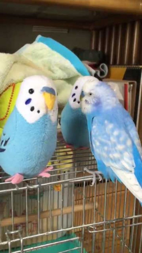 インコ ぬいぐるみ 会釈 お辞儀