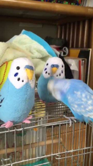 インコ ぬいぐるみ 会釈 お辞儀
