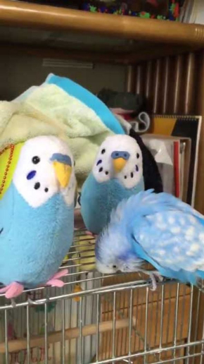 インコ ぬいぐるみ 会釈 お辞儀