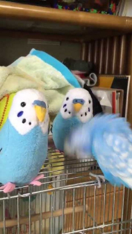 インコ ぬいぐるみ 会釈 お辞儀