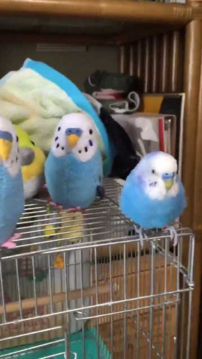 インコ ぬいぐるみ 会釈 お辞儀