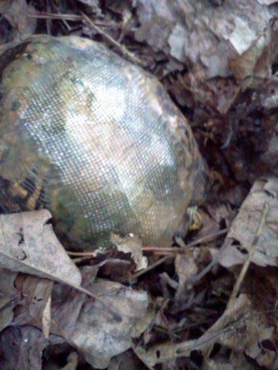 亀 甲羅 治療 再会 獣医