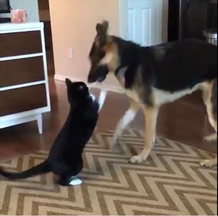 猫と犬のケンカ