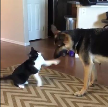 猫と犬のケンカ