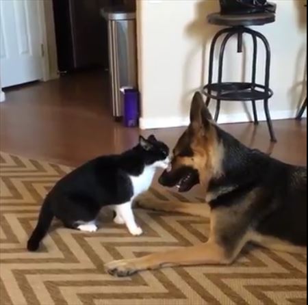 猫と犬のケンカ
