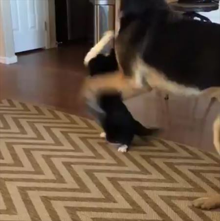 猫と犬のケンカ