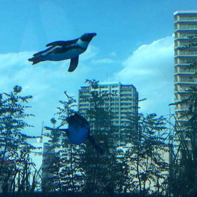 ペンギン 空を飛ぶ サンシャイン水族館 天空のペンギン
