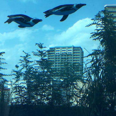 ペンギン 空を飛ぶ サンシャイン水族館 天空のペンギン