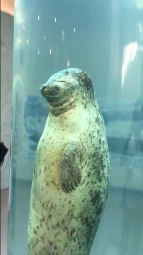 アザラシ 眠りながら泳ぐ 昇天