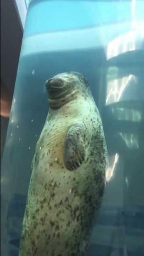 アザラシ 眠りながら泳ぐ 昇天