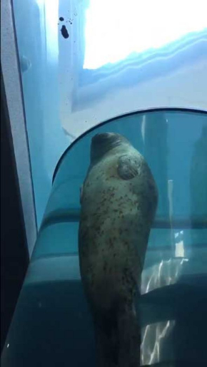 アザラシ 眠りながら泳ぐ 昇天