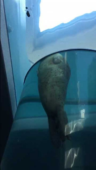 アザラシ 眠りながら泳ぐ 昇天