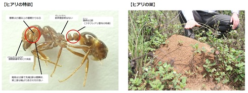 ヒアリ　在来種