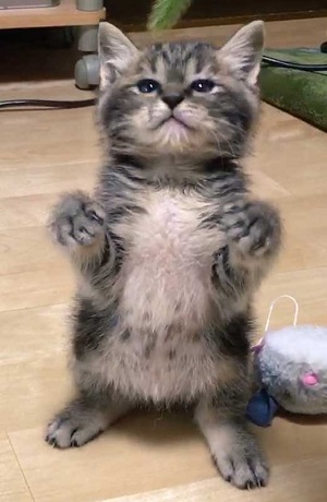 猫 イサム 子ども