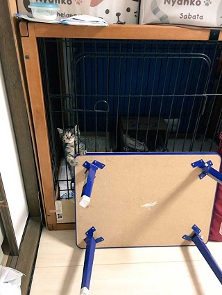 猫 イサム 子ども