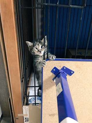 猫 イサム 子ども