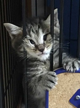 猫 イサム 子ども