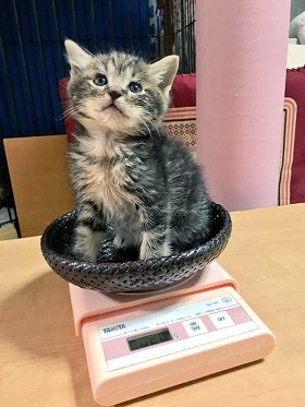 猫 イサム 子ども