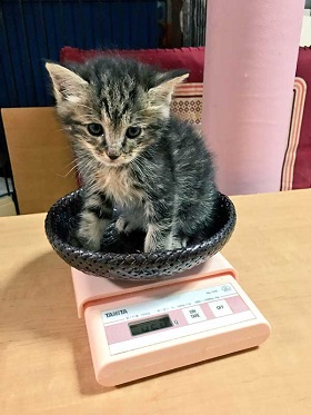 猫 イサム 子ども