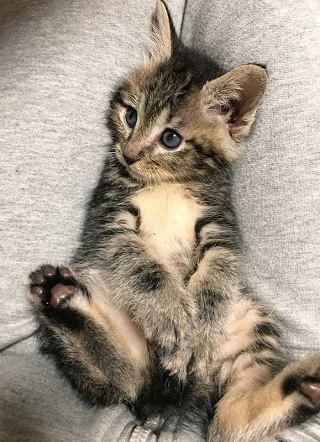 猫 イサム 子ども