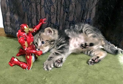 猫 イサム 子ども