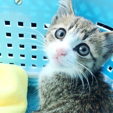 猫のすずめちゃん