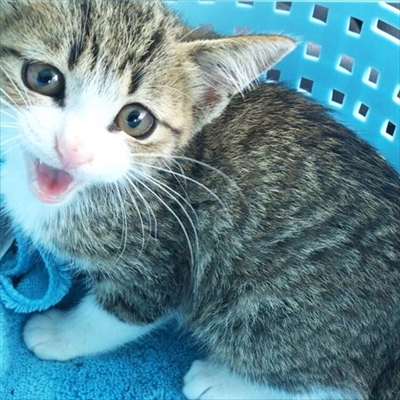 猫のすずめちゃん
