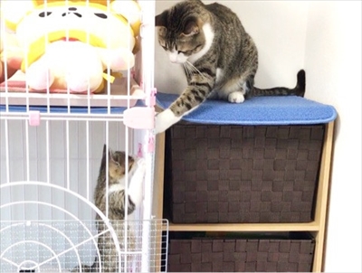 猫のすずめちゃん