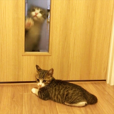 猫のすずめちゃん