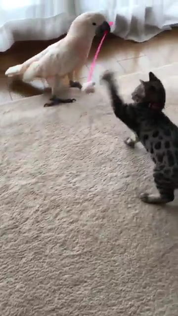 オウムの猫じゃらし