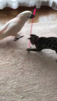 オウムの猫じゃらし