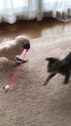 オウムの猫じゃらし