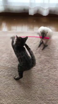 オウムの猫じゃらし