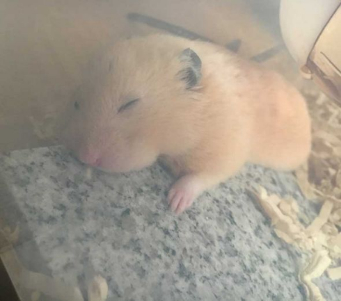 ハムスター 大理石 ひんやり