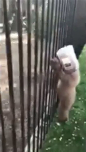 「アタマが抜けないの！」　容器に頭をつまらせた子グマを警察職員らが救助