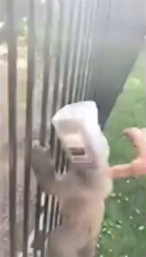 「アタマが抜けないの！」　容器に頭をつまらせた子グマを警察職員らが救助