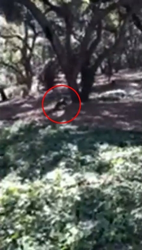 「アタマが抜けないの！」　容器に頭をつまらせた子グマを警察職員らが救助