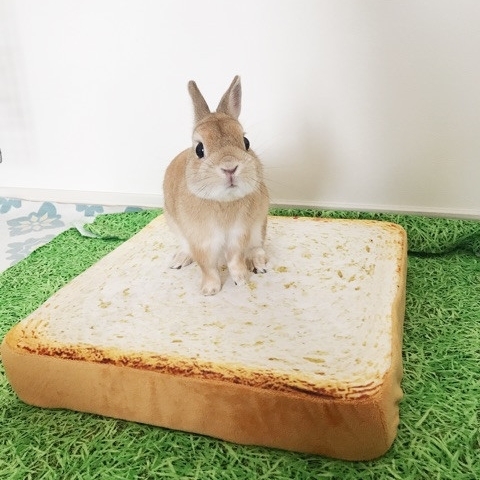 うさぎのモキュ様