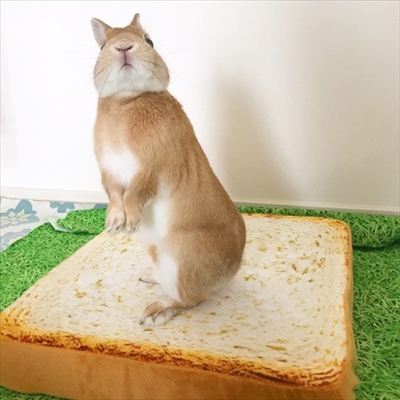 うさぎのモキュ様