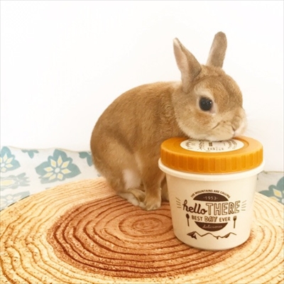 うさぎのモキュ様