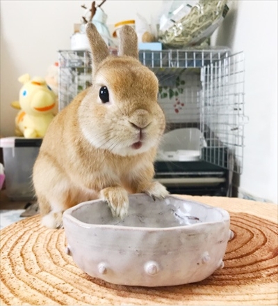 うさぎのモキュ様